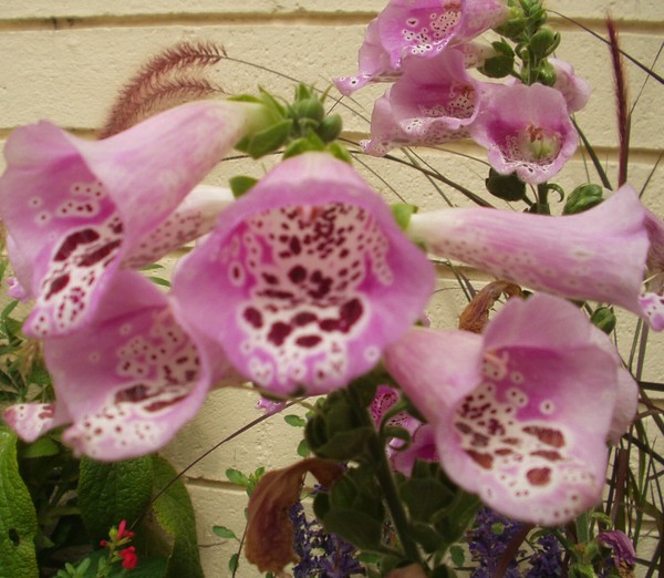 Foxgloves