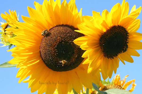 Sunflowers and Bees