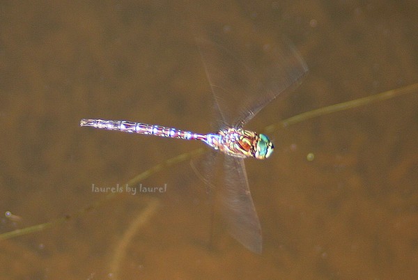 Dragonfly in Flight