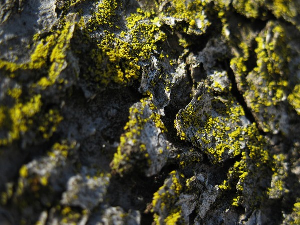 Moss Speckles
