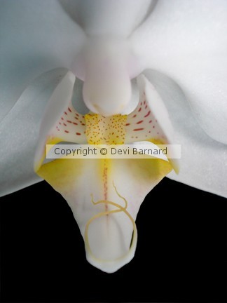 Orchid Angel