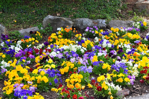 spring flowers 2012