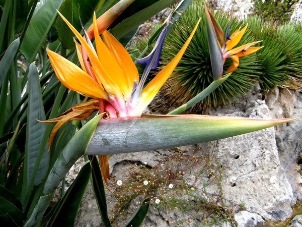 Exotic birds