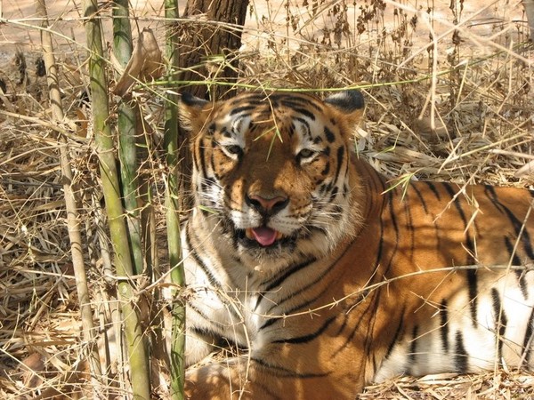 dudhwa TIGER