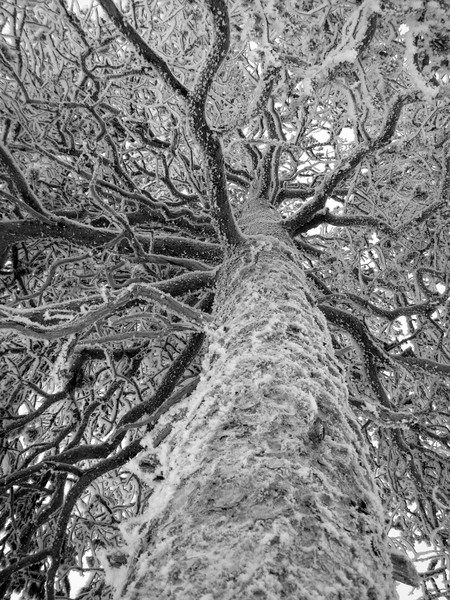 Ice Tree