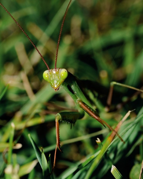 Praying Mantis in the grass