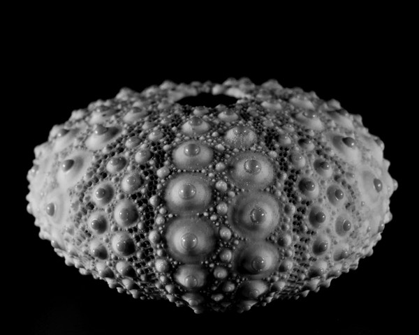 Sea Urchin