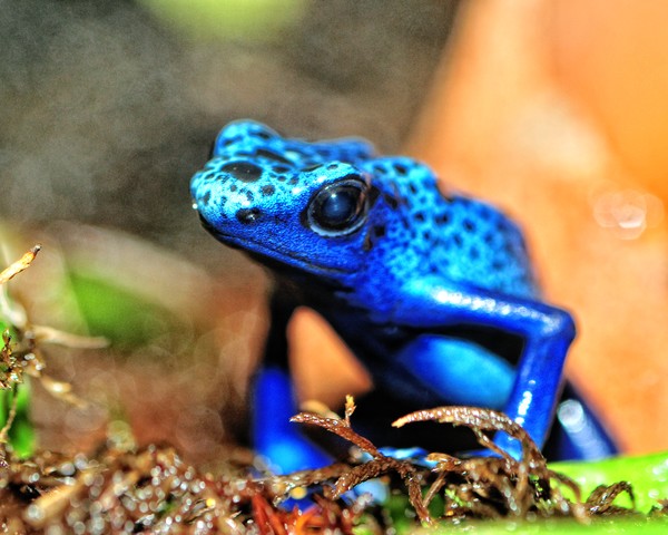 Blue Frog