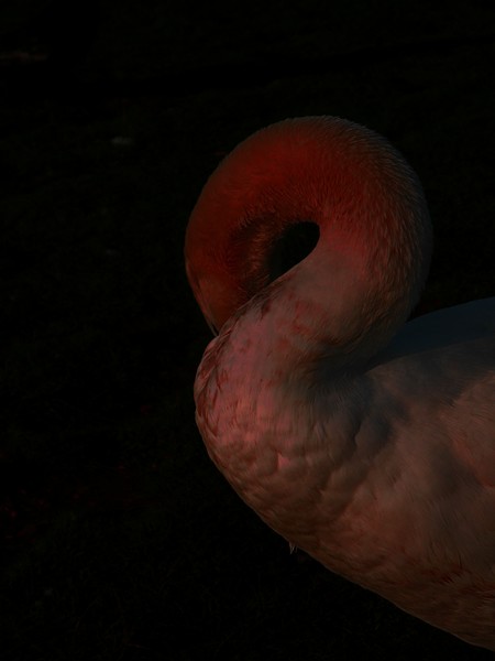 Swan