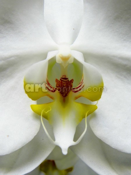 WHITE ORCHID MACRO