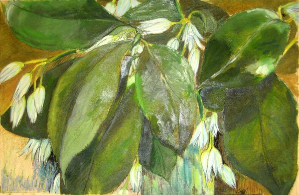 Leaves