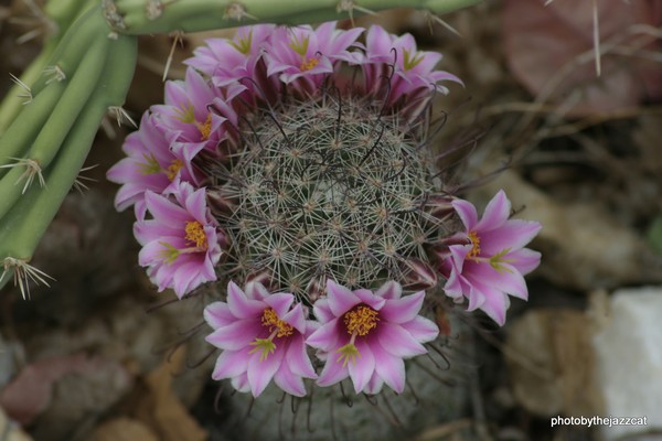 crown of pink