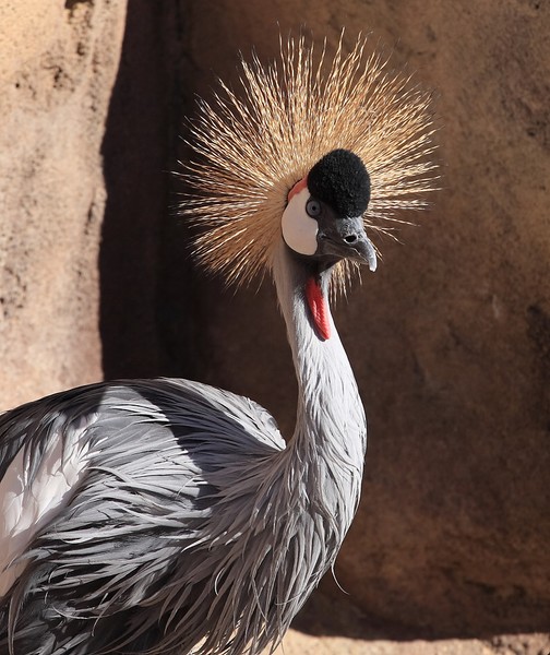 Black Crowned Crane