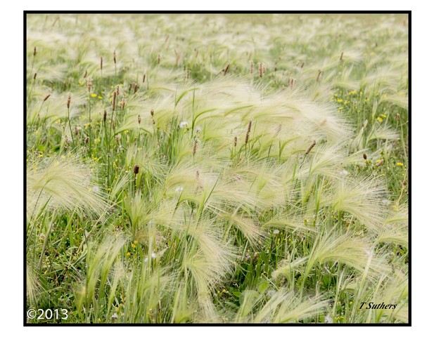 Blowing in the afternoon breeze