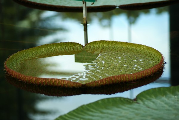 Lilly Pads