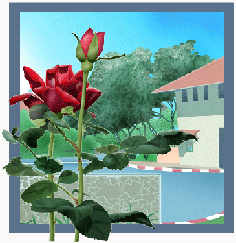 Rose