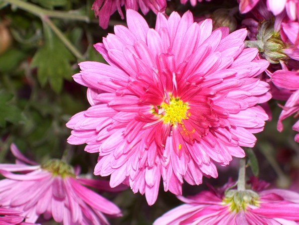 Pink!