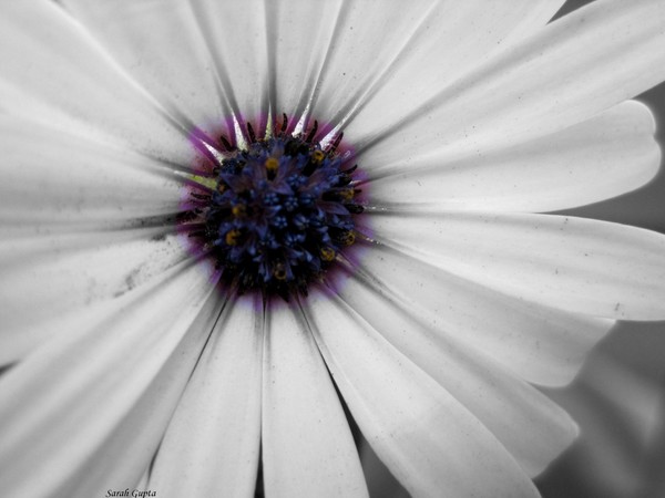 Little Flower
