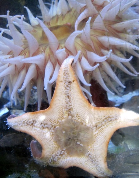 Sea Anemone & Starfish buddies