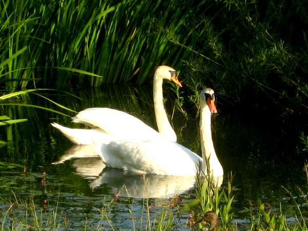 Swans.