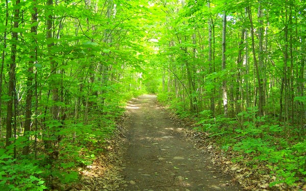 The Path To Lonliness