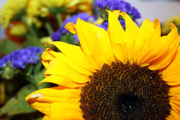 Crazy Sunflower