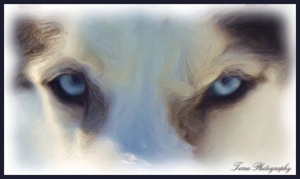 Icy Stare