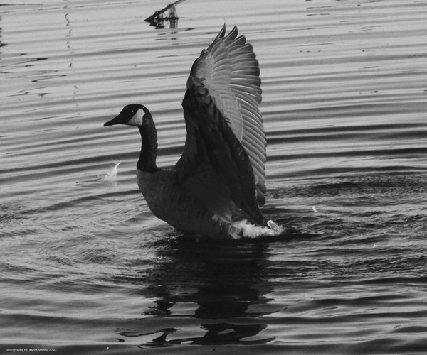 Goose thinks he's a swan.(in black & white)