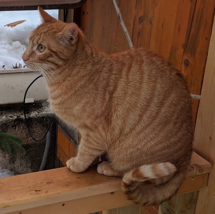 THE CAT OF THE RESTAURANT