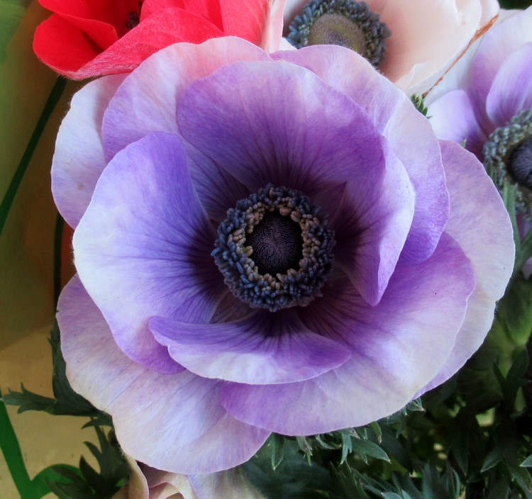 PURPLE ANEMONE