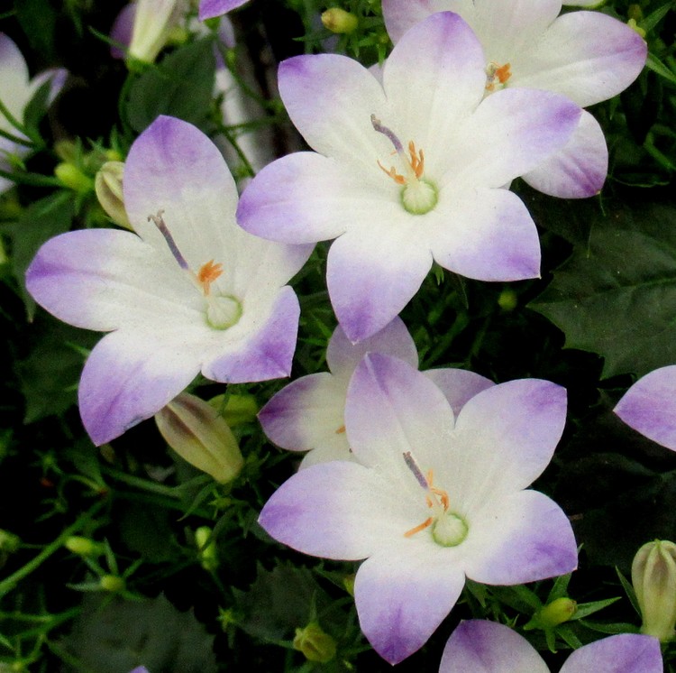 SWEET BEAUTIES
