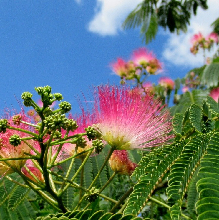 ALBIZIA