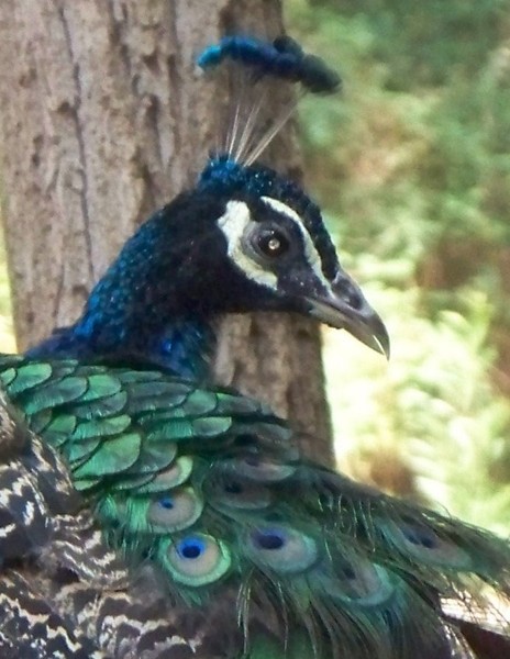 The Peacock