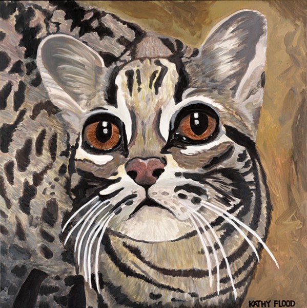 Adonis Asian Leopard Cat