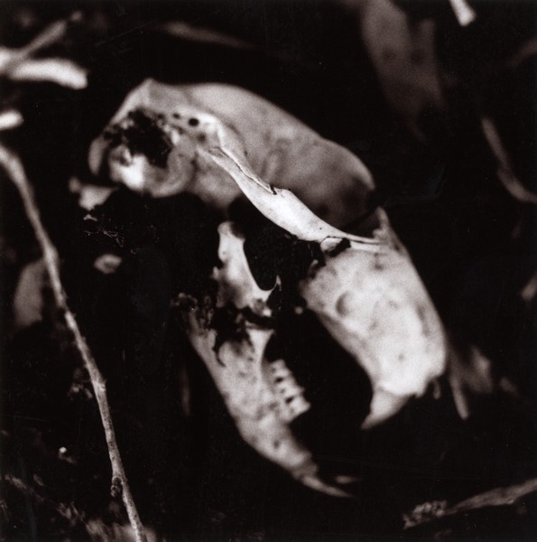 Ratskull