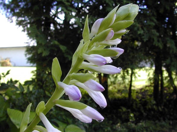 Dewy Hosta