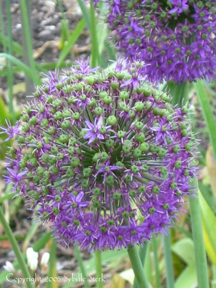 Purple Spiky Balls