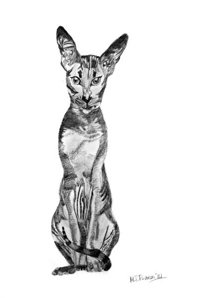 Peterbald cat, Star. 