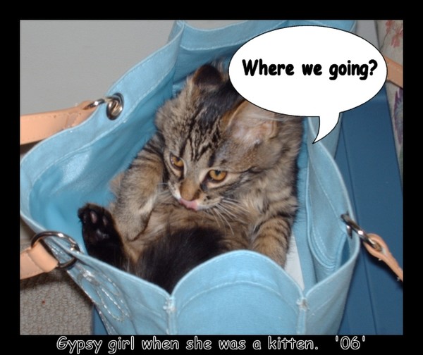 Gyspsy Girl Travel Size