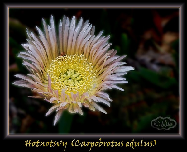  Hotnotsvy (Mysembretum)