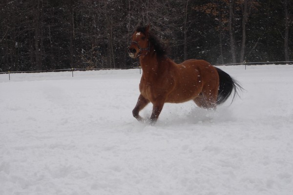 Sunny my wife's horse running in 12