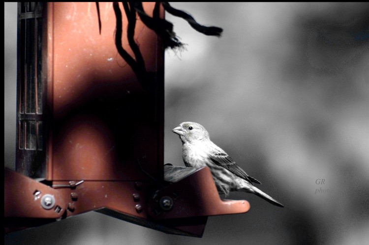 Bird in gray