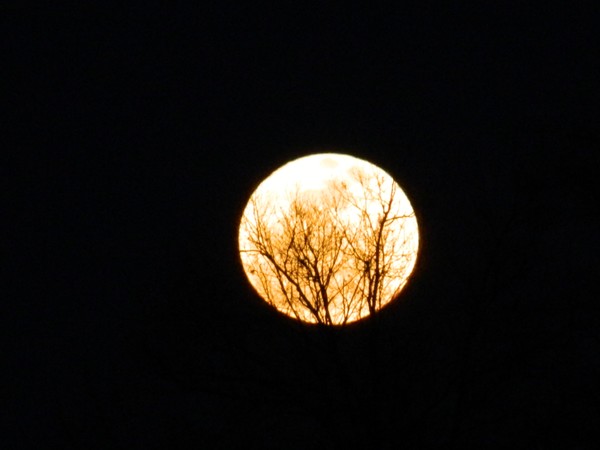 Moon Tree 2