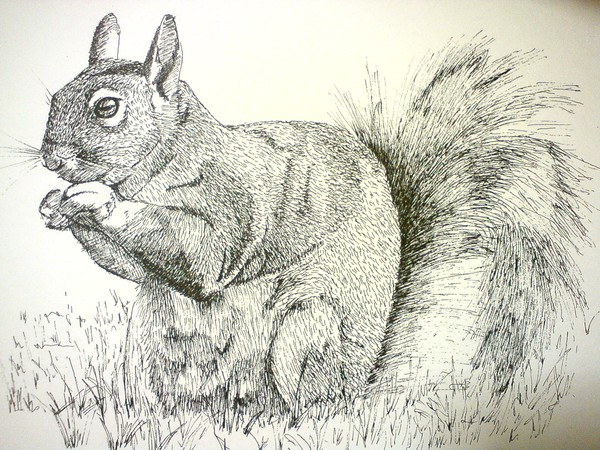 Squirrel