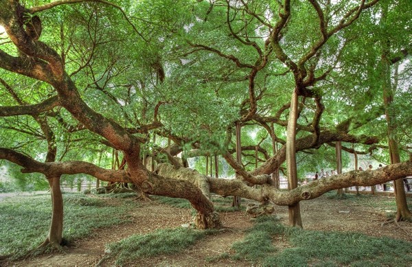 Banyan