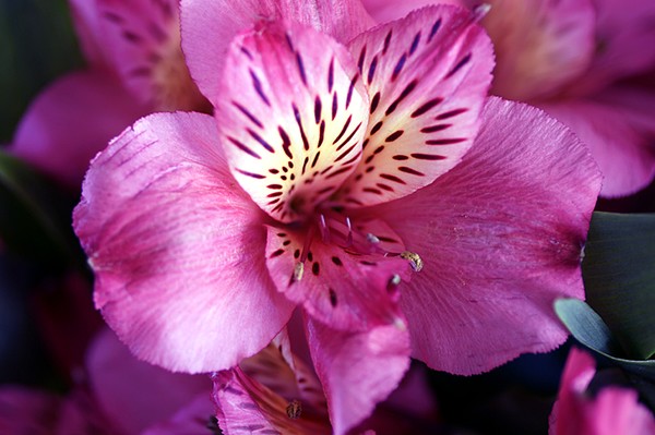 A Pink Flower