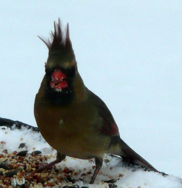 Bad hair day