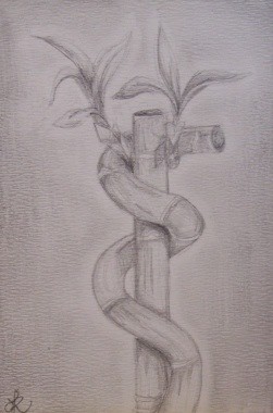 Bamboo