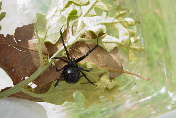 Black Widow