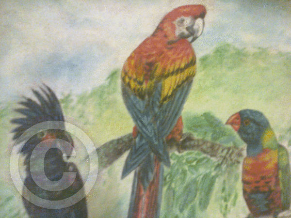 The singing of Birds